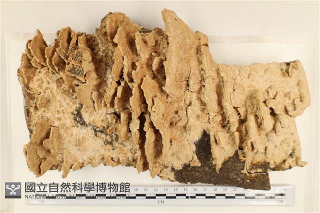 登錄號:F0037118藏品圖，第1張