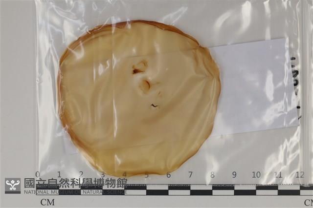 登錄號:F0035118藏品圖，第1張