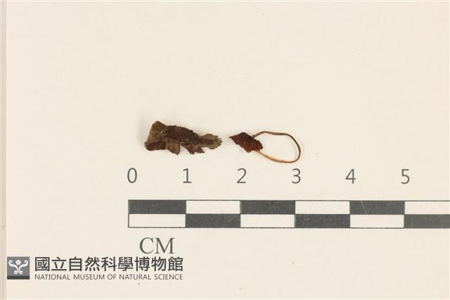小皮傘屬藏品圖，第1張