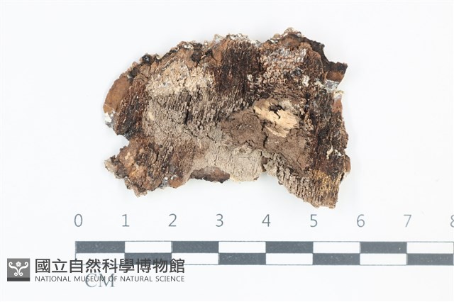 登錄號:F0039118藏品圖，第1張