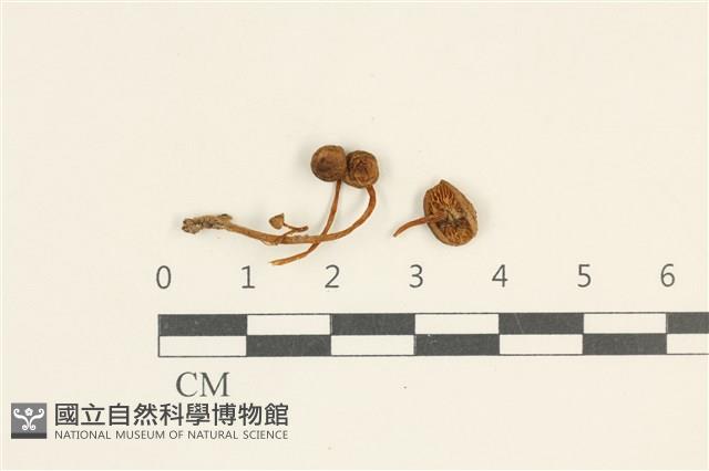 登錄號:F0038018藏品圖，第1張