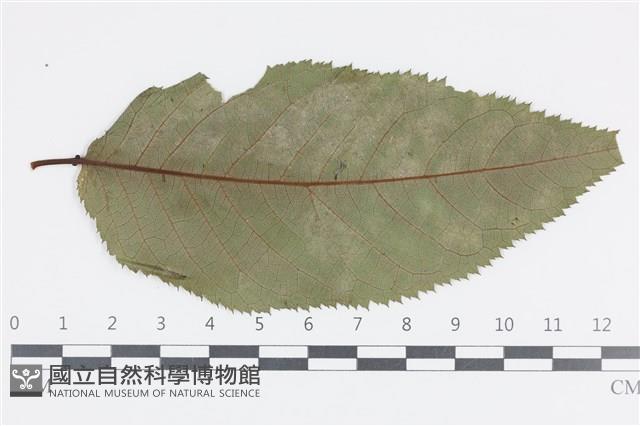 登錄號:F0036018藏品圖，第1張