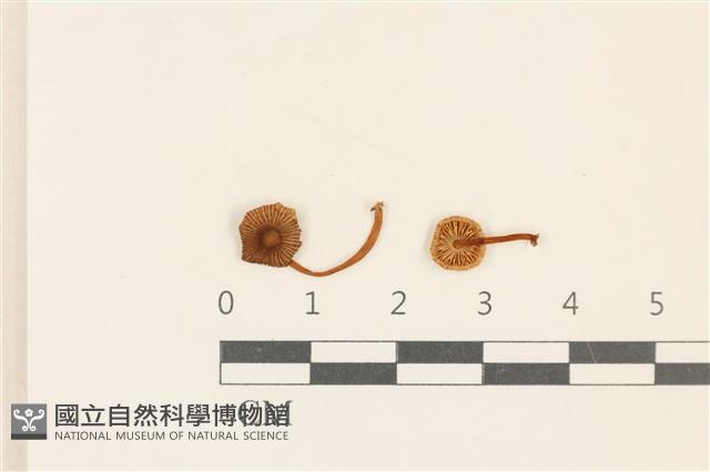 發光小菇藏品圖，第1張