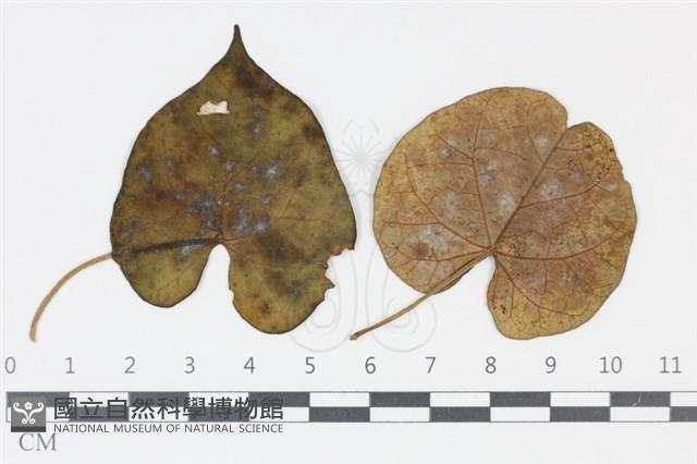 登錄號:F0035018藏品圖，第1張