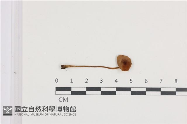 登錄號:F0036318藏品圖，第1張