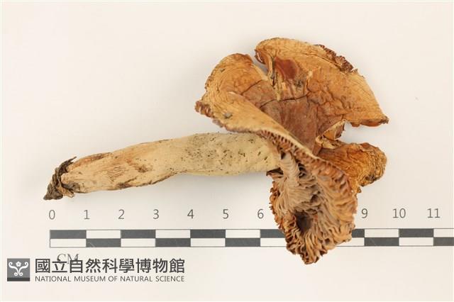 登錄號:F0037318藏品圖，第1張