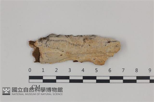登錄號:F0035318藏品圖，第1張