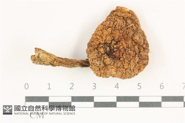 登錄號:F0038258藏品圖，第1張