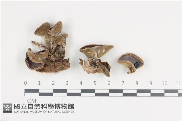 登錄號:F0036258藏品圖，第1張