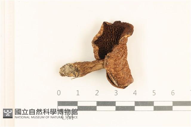 登錄號:F0037258藏品圖，第1張