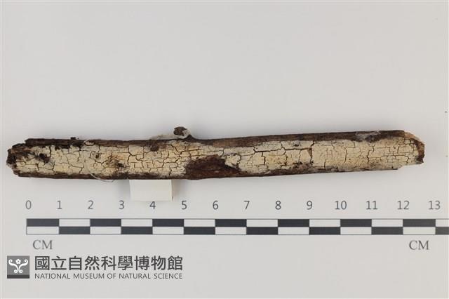 登錄號:F0035258藏品圖，第1張