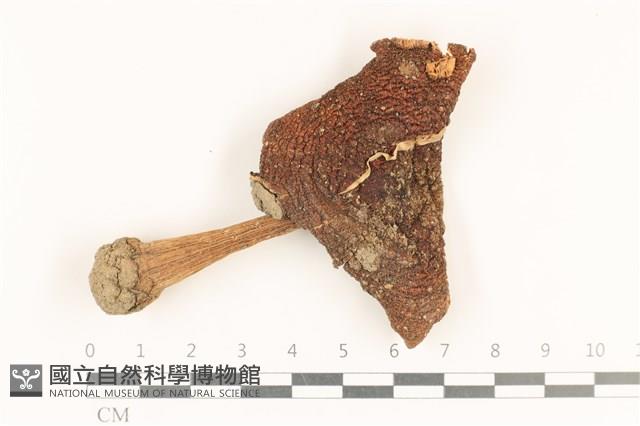 登錄號:F0036858藏品圖，第1張