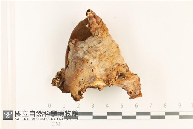 館號:F0037858藏品圖，第1張