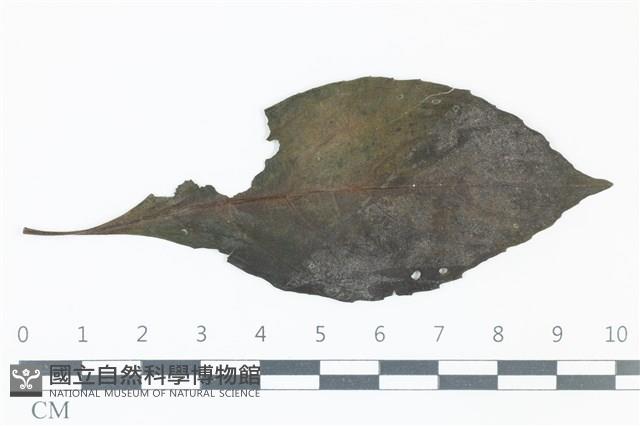 登錄號:F0038958藏品圖，第1張