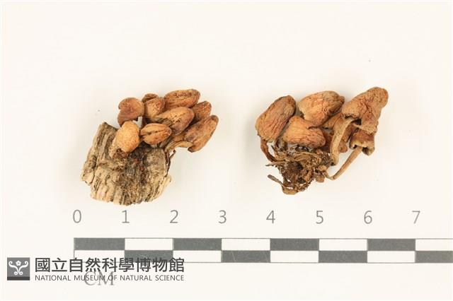 登錄號:F0036958藏品圖，第1張
