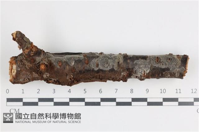 登錄號:F0035958藏品圖，第1張