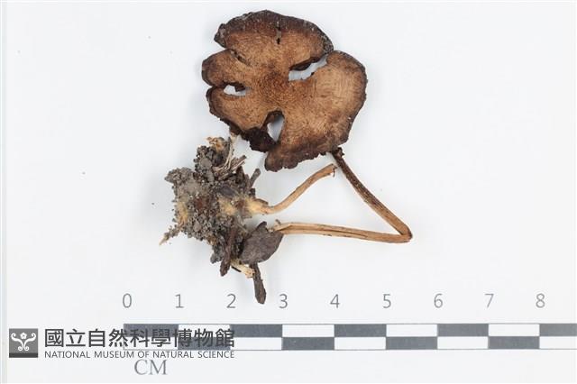 登錄號:F0038658藏品圖，第1張