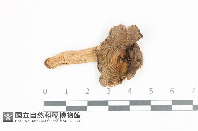 登錄號:F0036658藏品圖，第1張