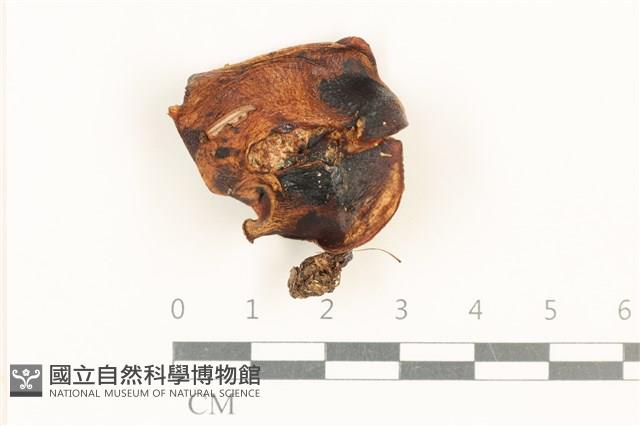 登錄號:F0037658藏品圖，第1張