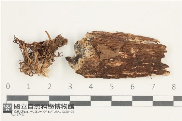 Accession Number:F0038458 Collection Image, Figure 1, Total 2 Figures