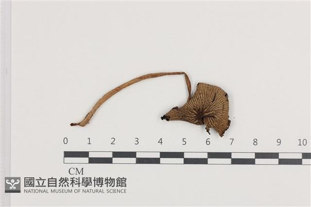 鬼傘屬藏品圖，第1張