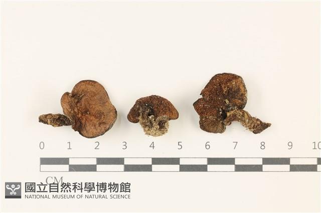 登錄號:F0037458藏品圖，第1張