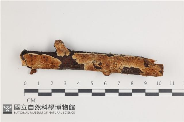 登錄號:F0035458藏品圖，第1張