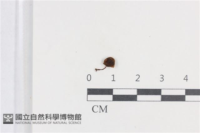 登錄號:F0038758藏品圖，第1張