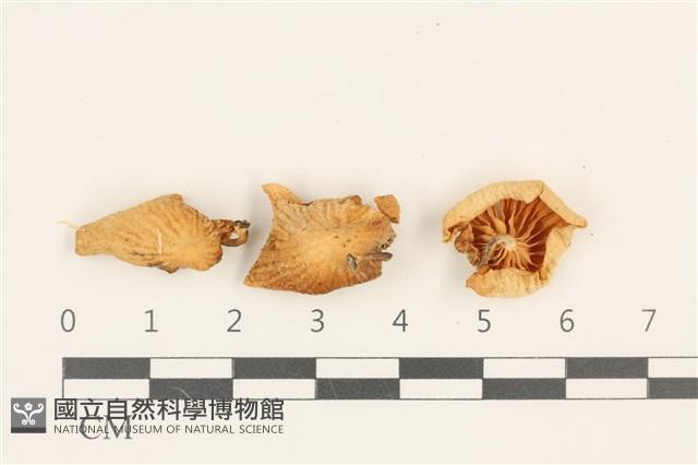 登錄號:F0036758藏品圖，第1張