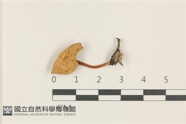 濕傘屬藏品圖，第1張