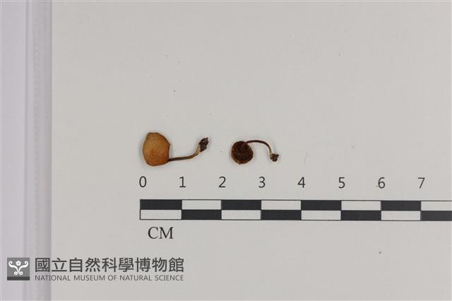 登錄號:F0035758藏品圖，第1張