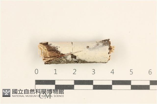 絲皮菌屬藏品圖，第1張