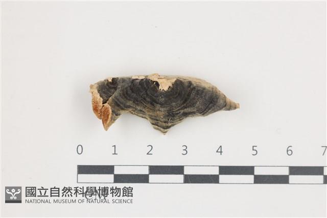 雲芝藏品圖，第1張