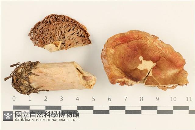 館號:F0037558藏品圖，第1張