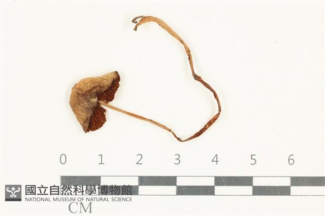 登錄號:F0038158藏品圖，第1張