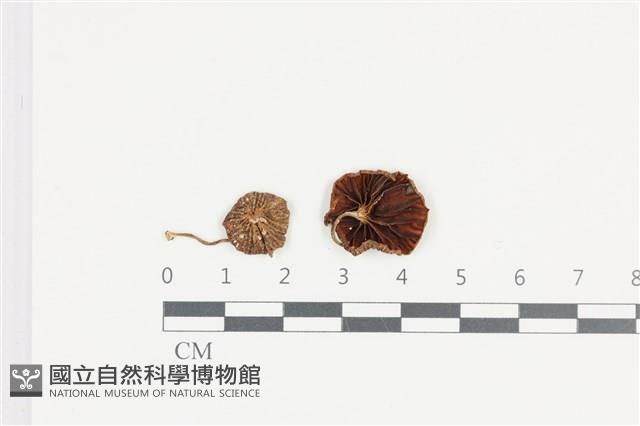 登錄號:F0036158藏品圖，第1張