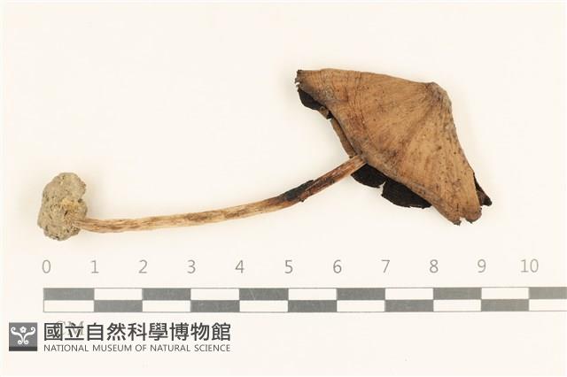 館號:F0037158藏品圖，第1張