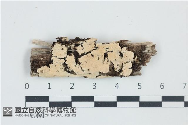 木齒菌屬藏品圖，第1張