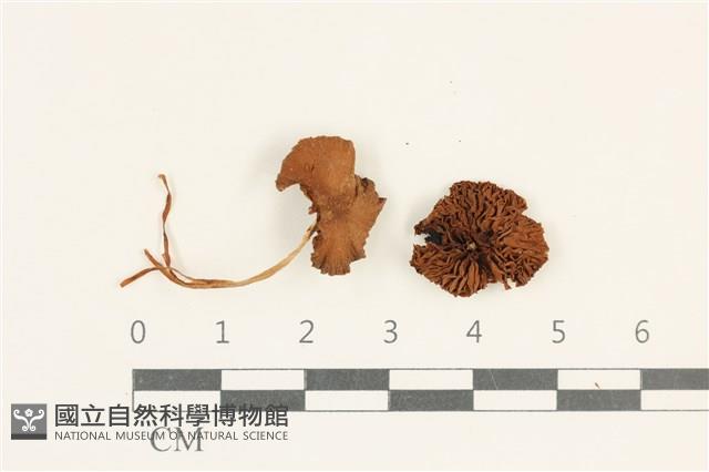 登錄號:F0038058藏品圖，第1張