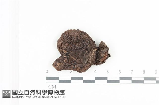 登錄號:F0036058藏品圖，第1張