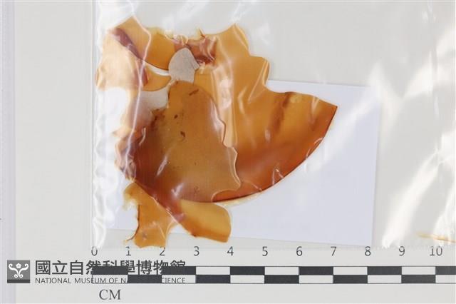 登錄號:F0035058藏品圖，第1張