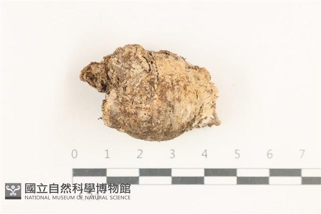 Accession Number:F0038358 Collection Image, Figure 1, Total 2 Figures