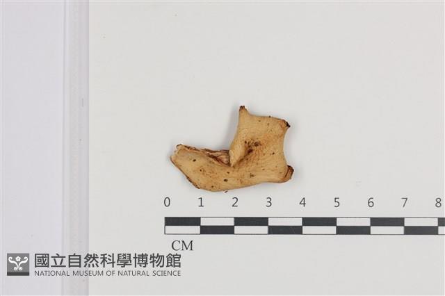 登錄號:F0036358藏品圖，第1張