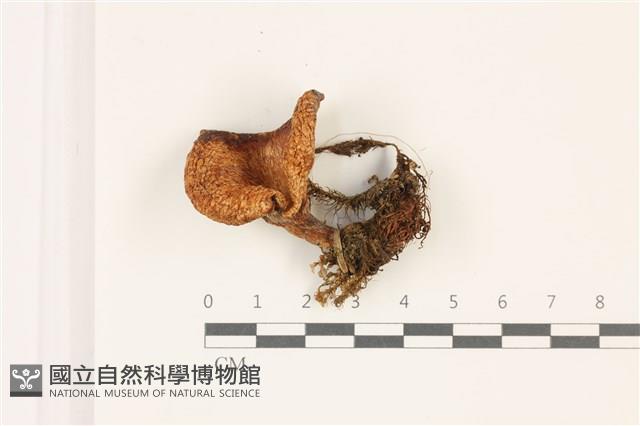登錄號:F0037358藏品圖，第1張