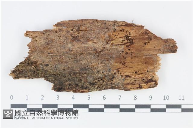 登錄號:F0035358藏品圖，第1張