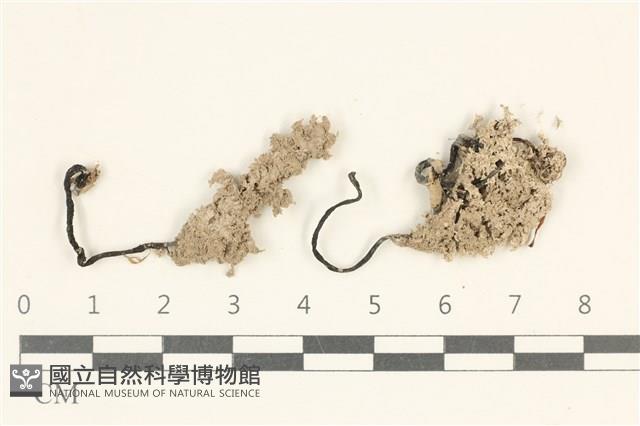 登錄號:F0038248藏品圖，第1張