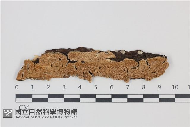登錄號:F0035248藏品圖，第1張