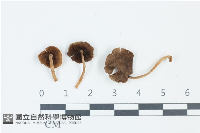 登錄號:F0039248藏品圖，第1張