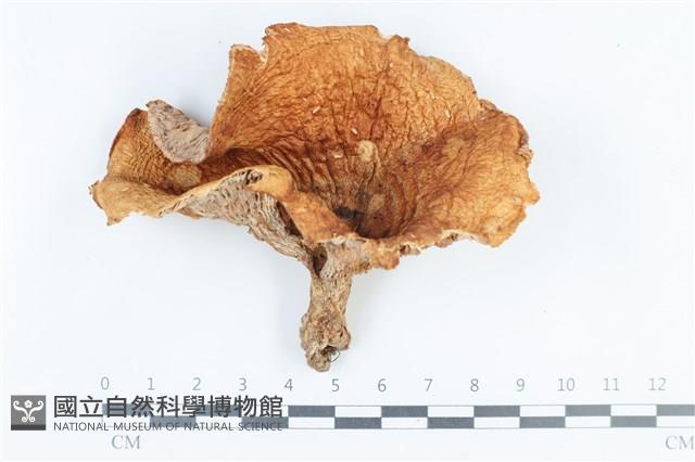 乳菇屬藏品圖，第1張