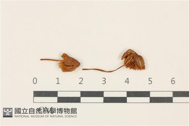 登錄號:F0037848藏品圖，第1張